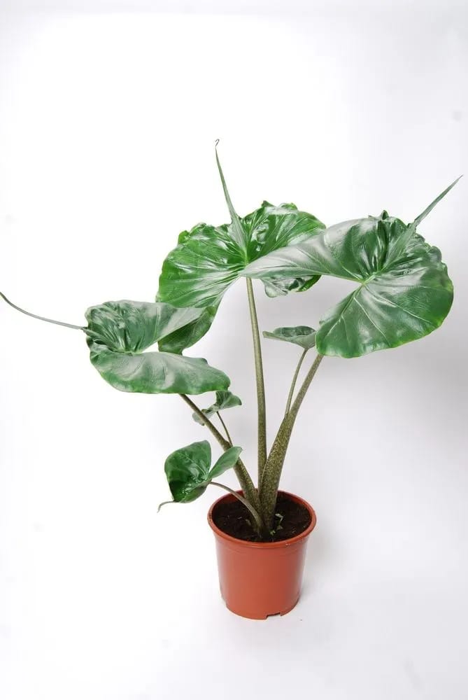 Alocasia Stingray