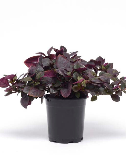 ALTERNANTHERA PURPLE PRINCE