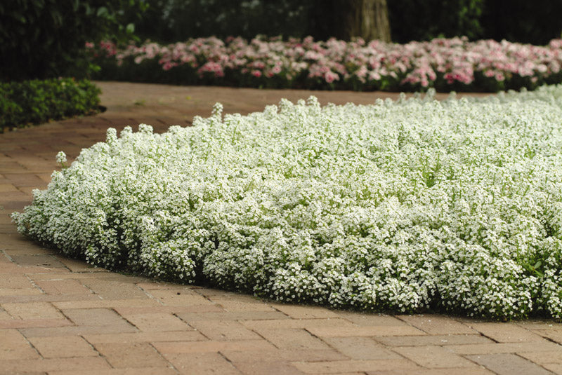 ALYSSUM CLEAR CRYSTAL WHITE