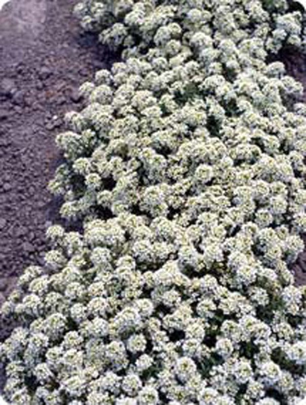 ALYSSUM SNOW CLOTH