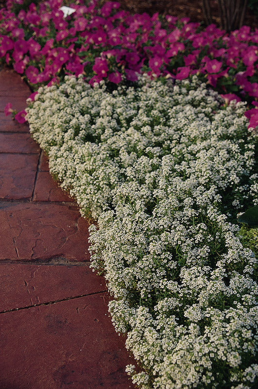 ALYSSUM SNOW CRYSTALS