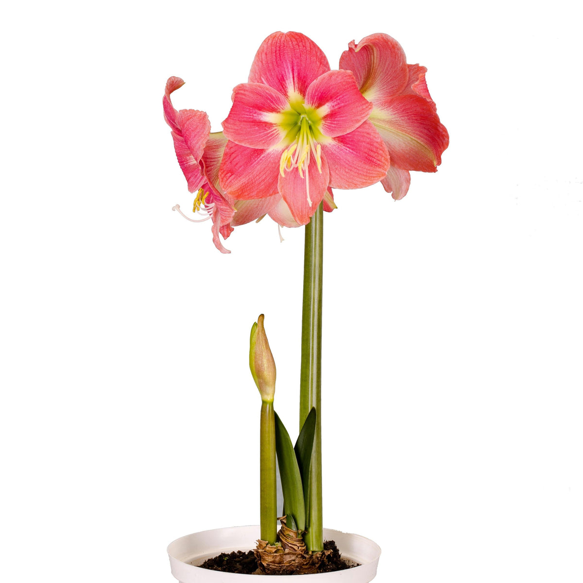 Hadeco Amaryllis Sonata Single - Amalfi - 2 bulbs