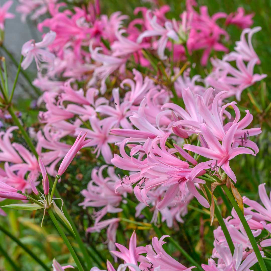 Hadeco Amarine - Pink Selection - 3 bulbs