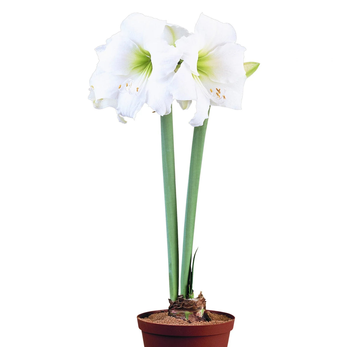 Hadeco Amaryllis Symphony Single - Wedding Dance - 1 bulb pack