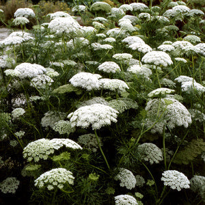 Ammi Visnaga Green Mist