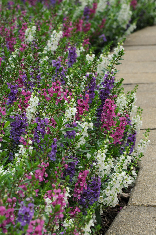 ANGELONIA SERENITA MIX