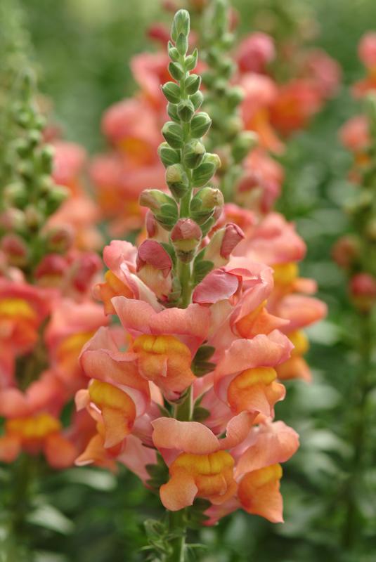 Antirrhinum Potomac Orange