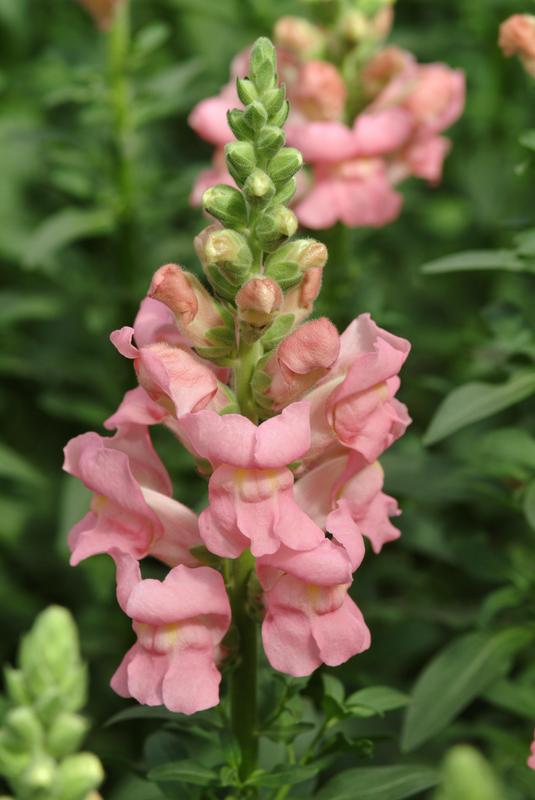 Antirrhinum Potomac Pink