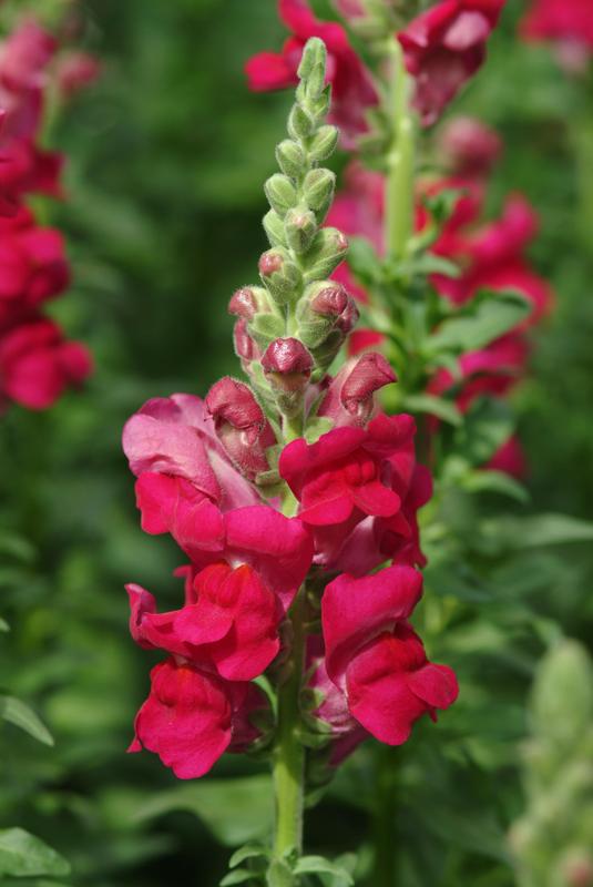 Antirrhinum Potomac Royal