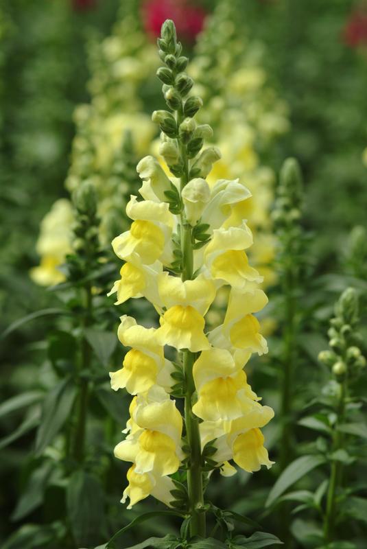 Antirrhinum Potomac Yellow