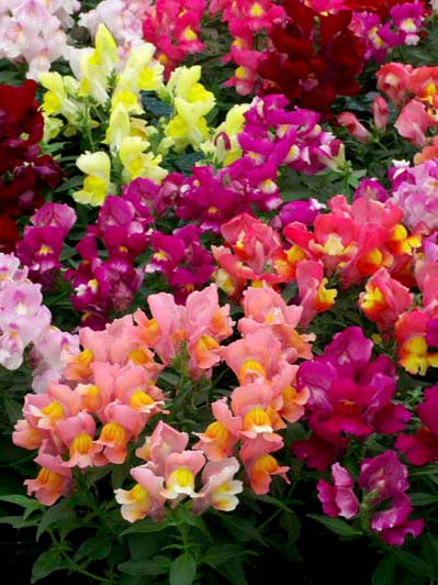 ANTIRRHINUM TWINNY FORMULA MIX