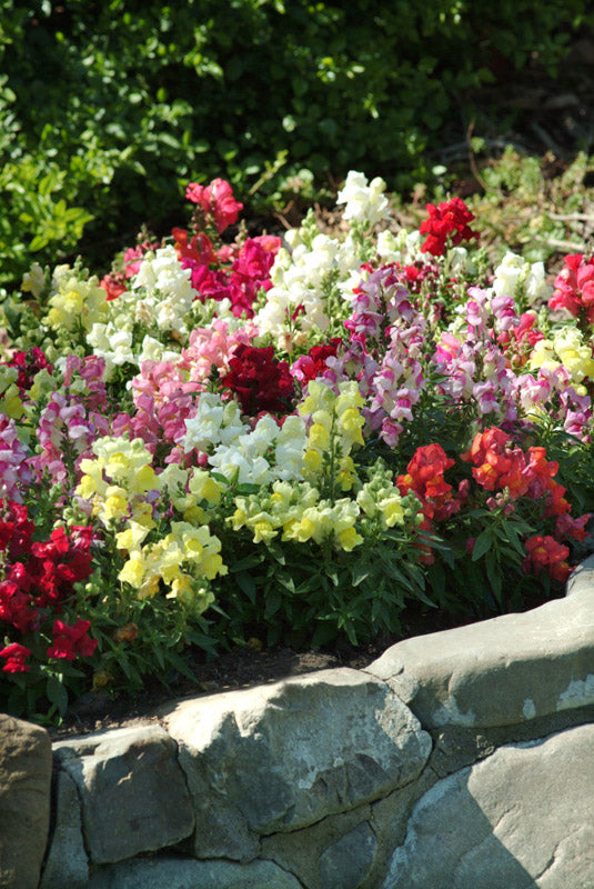 ANTIRRHINUM SNAPSHOT MIXTURE