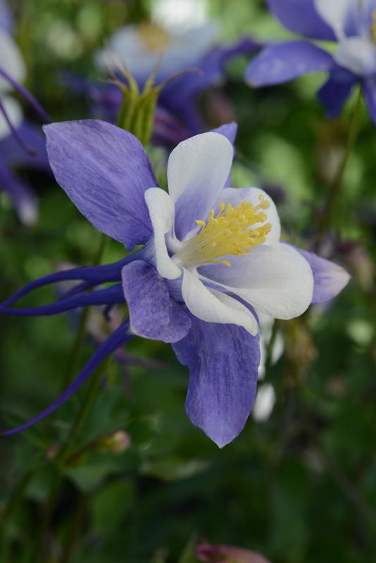 Aquilegia F1 Earlybird Blue White