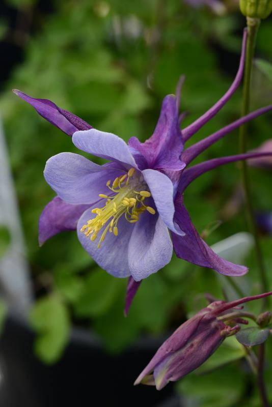 Aquilegia F1 Earlybird Purple Blue