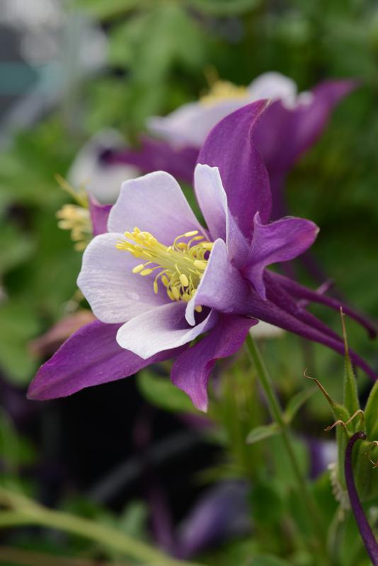 Aquilegia F1 Earlybird Purple White