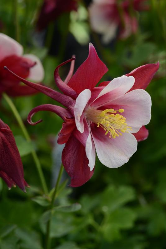 Aquilegia F1 Earlybird Red White