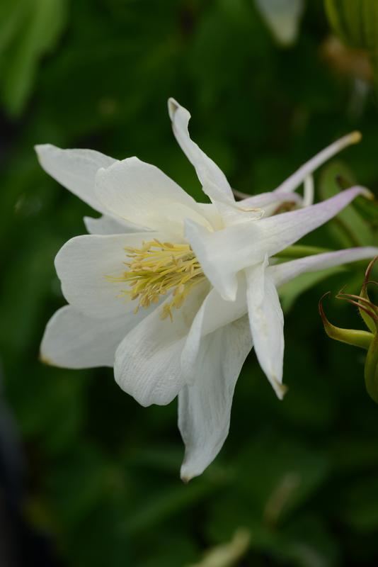 Aquilegia F1 Earlybird White