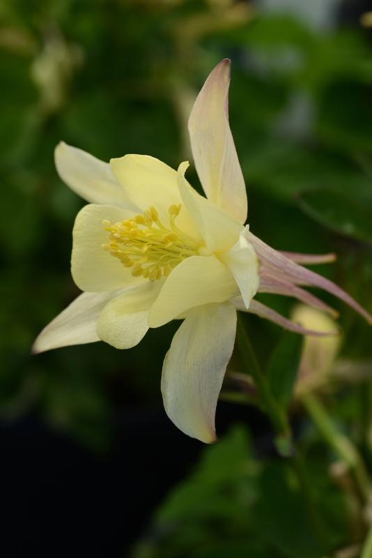 Aquilegia F1 Earlybird Yellow