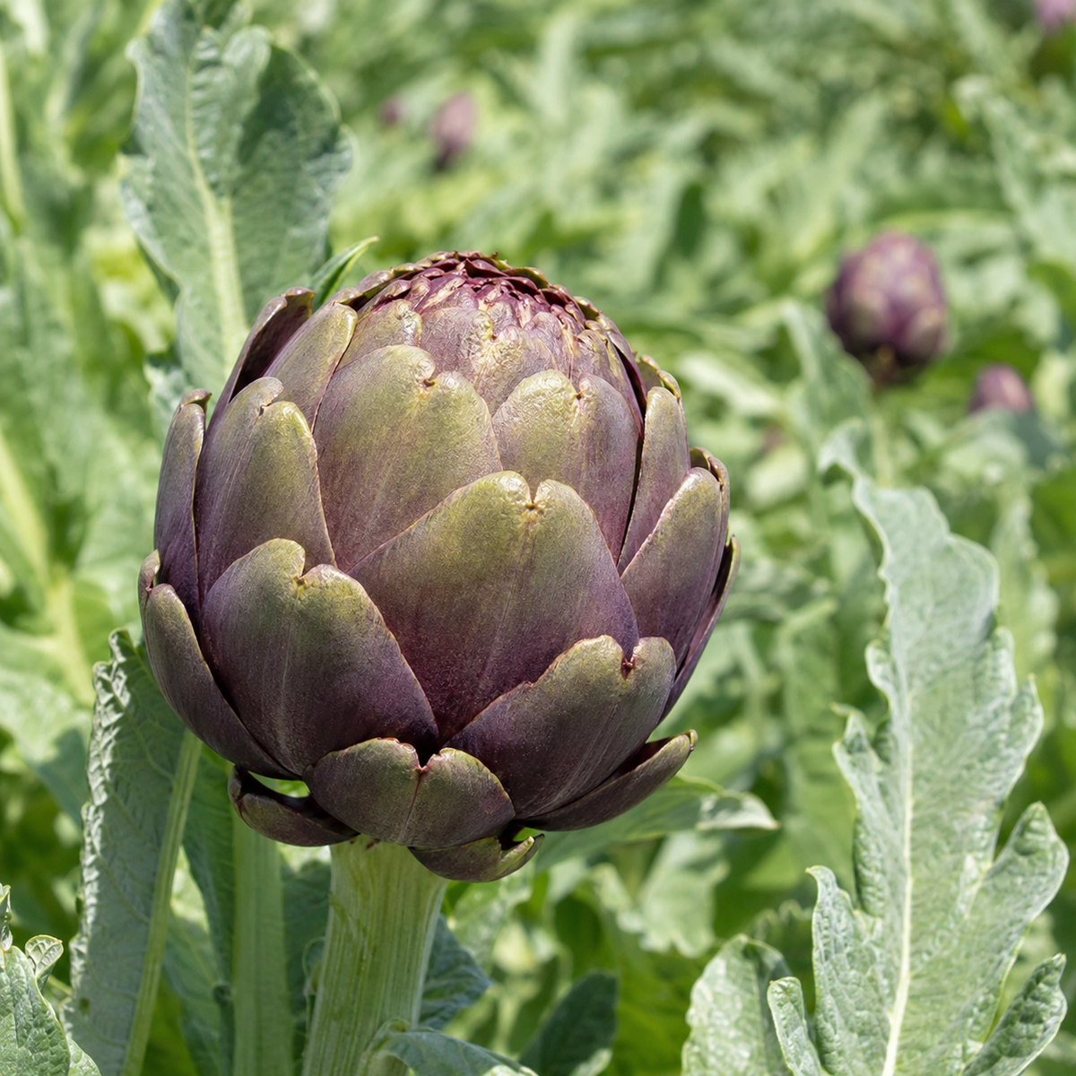 Artichoke Violet De Provence Seeds - Ubuntuberg Seeds product image
