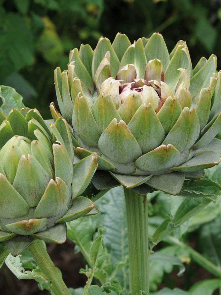 ARTICHOKE GREEN GLOBE