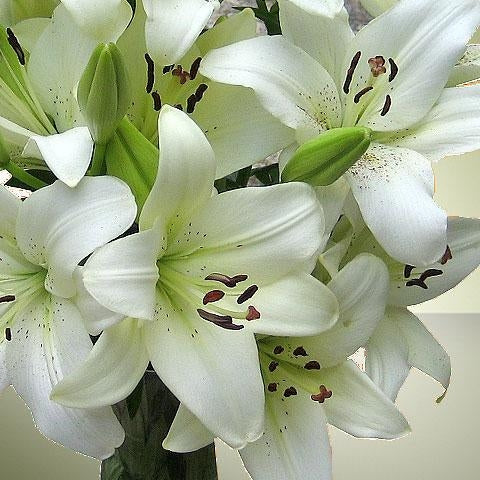 Hadeco Lilium Asiatic - White - 5 bulbs pack