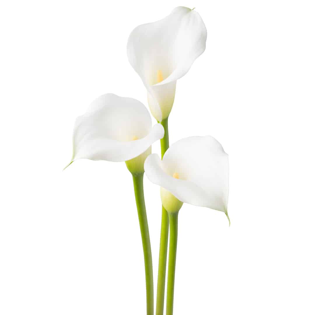 Hadeco Zantedeschia - Aspen - 1 bulb