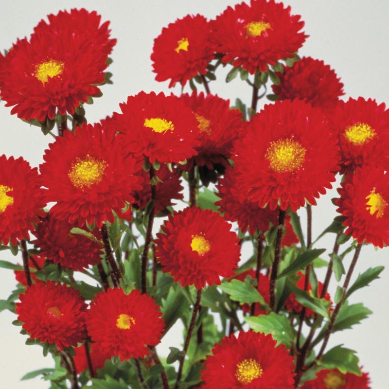 Aster Matsumoto Red