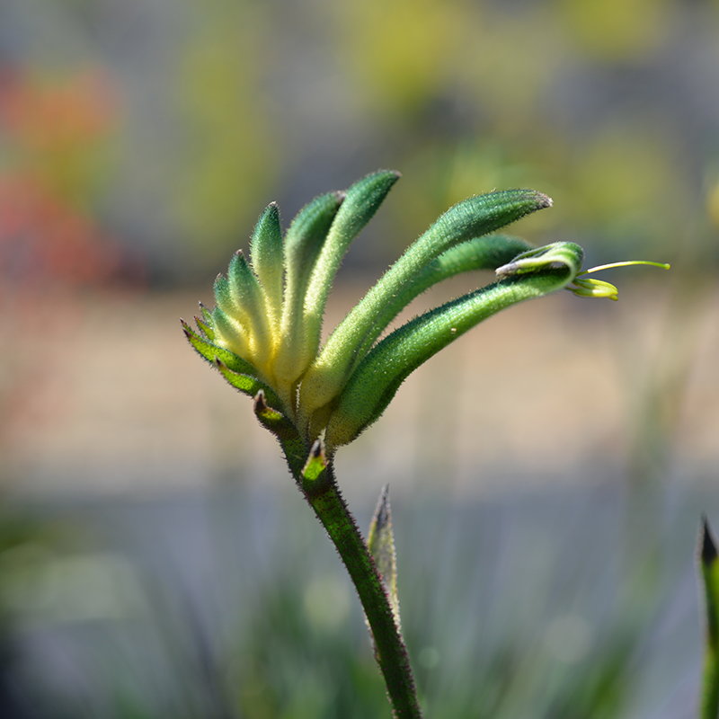 Anigozanthos Celebrations Aussie Spirit