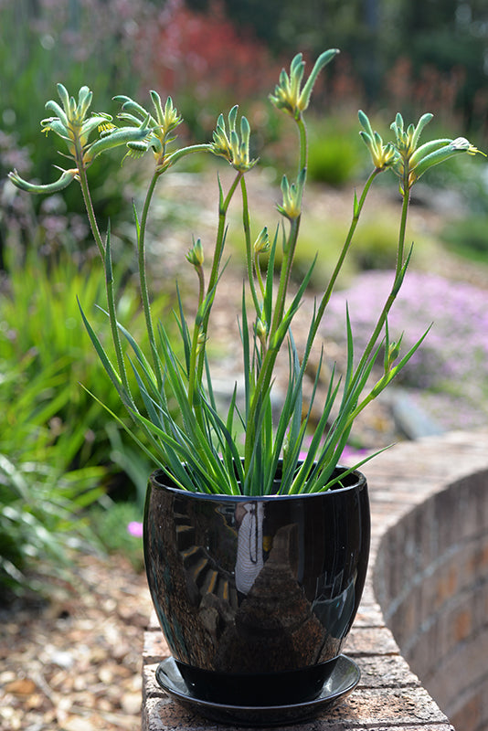 Anigozanthos Celebrations Aussie Spirit