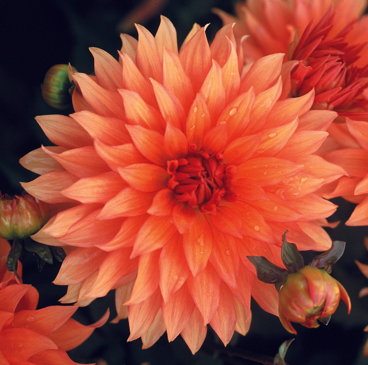 Hadeco Dahlia Border - Autumn Fairy - 2 bulbs