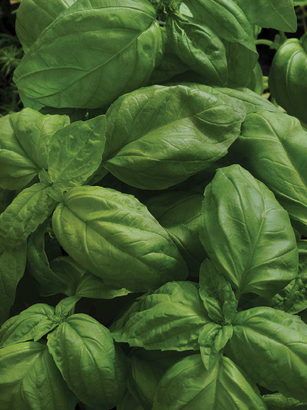 BASIL SWEET LARGE LEAVED