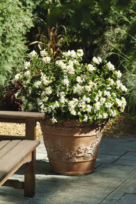 BEGONIA BABY WING WHITE