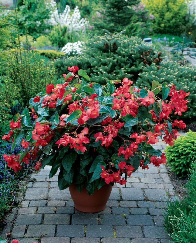 BEGONIA DRAGON WING RED