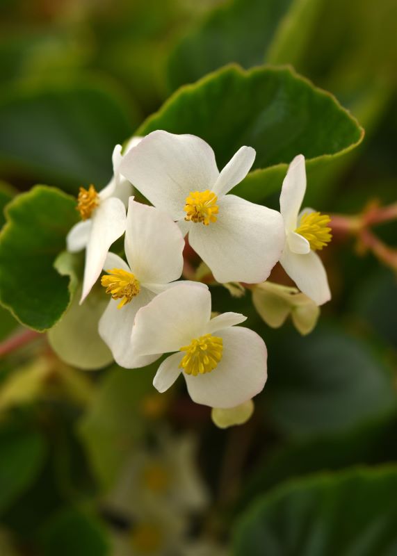 Begonia Hula Blush