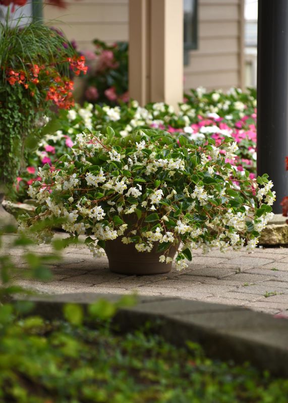 Begonia Hula Blush