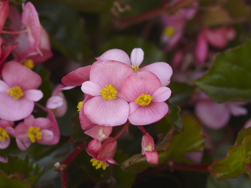 Begonia Hula Pink