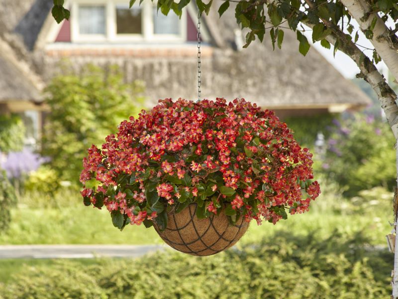 Begonia Hula Red White Bicolor