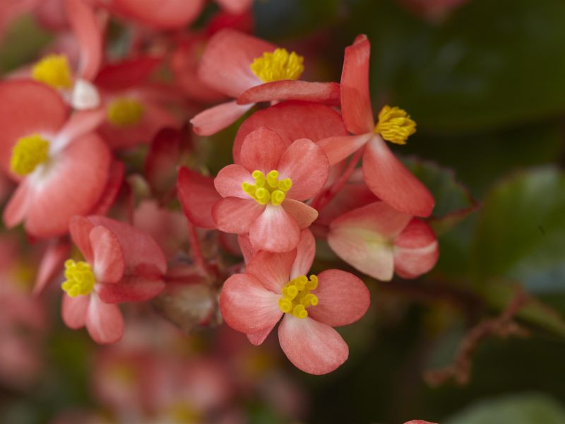 Begonia Hula Red White Bicolor