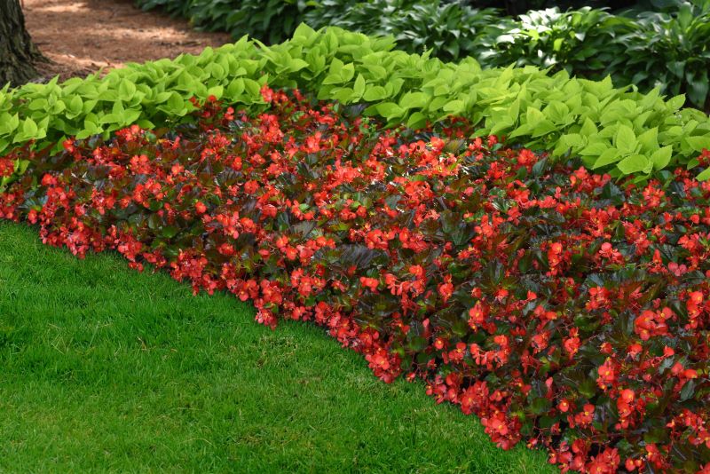 Begonia Hula Red