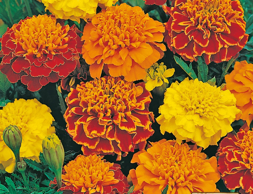 Marigold Bonita Mix