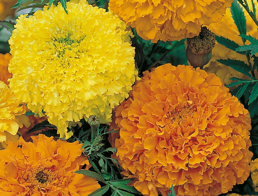 Marigold Crackerjack Mix