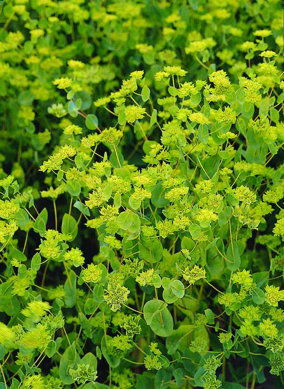 Bupleurum Griffitti