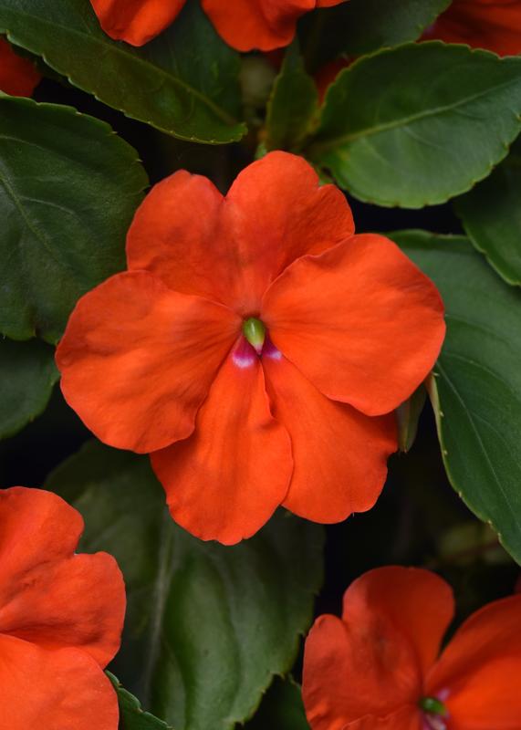 Impatiens Beacon Orange