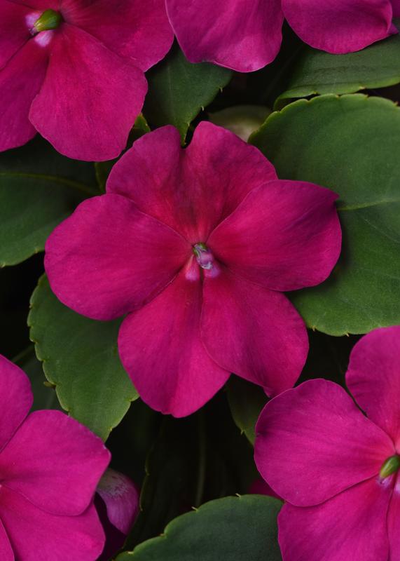 Impatiens Beacon Violet Shades