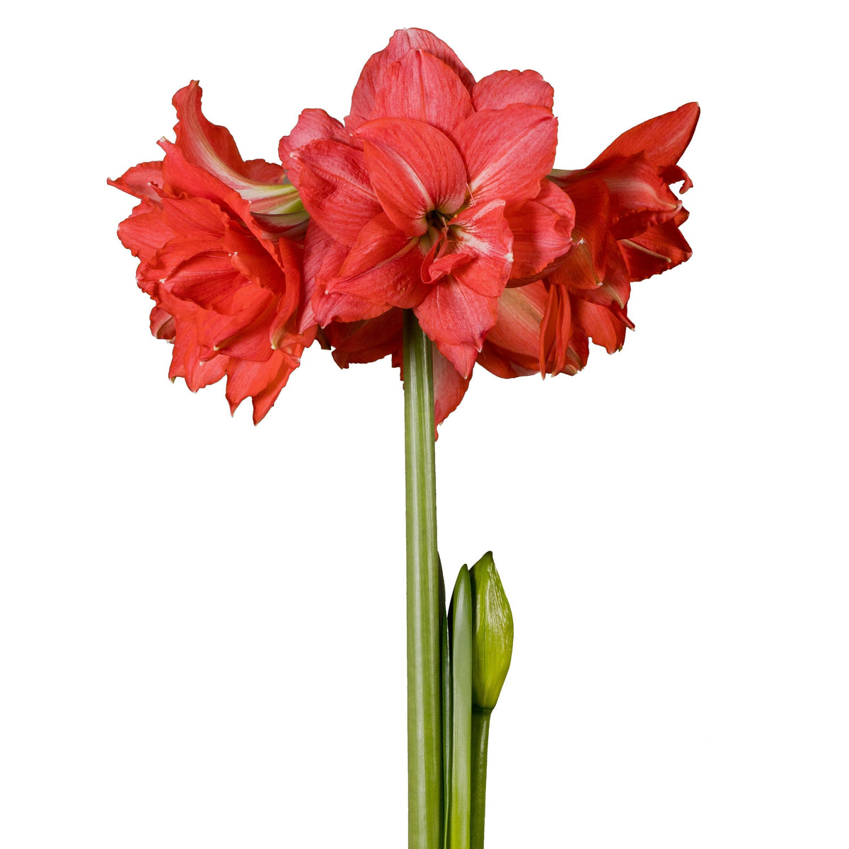 Hadeco Amaryllis Sonatini - Ballerina - 3 bulbs