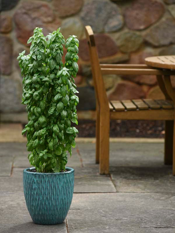 BASIL EVERLEAF EMERALD TOWER