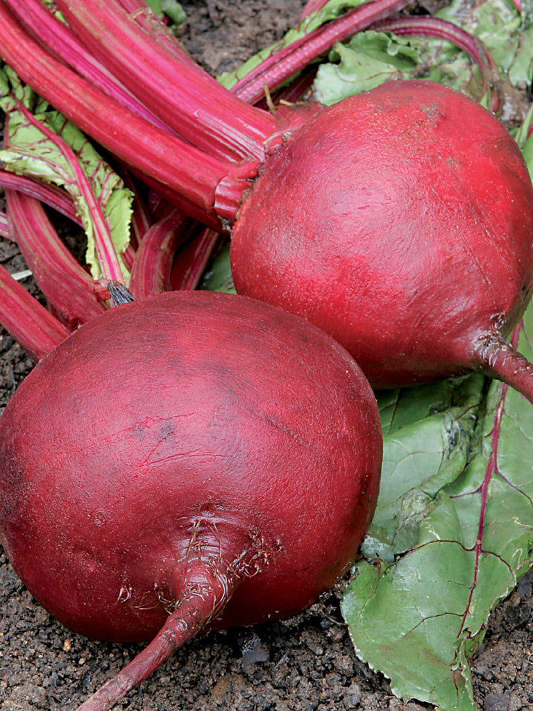 BEETROOT CRIMSON GLOBE