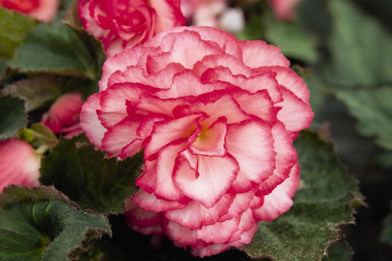 Begonia Nonstop Rose Petticoat