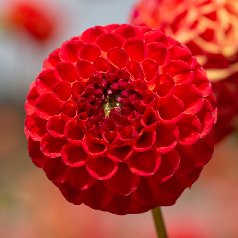 Hadeco Dahlia Pompon - Bell Boy - 2 bulbs
