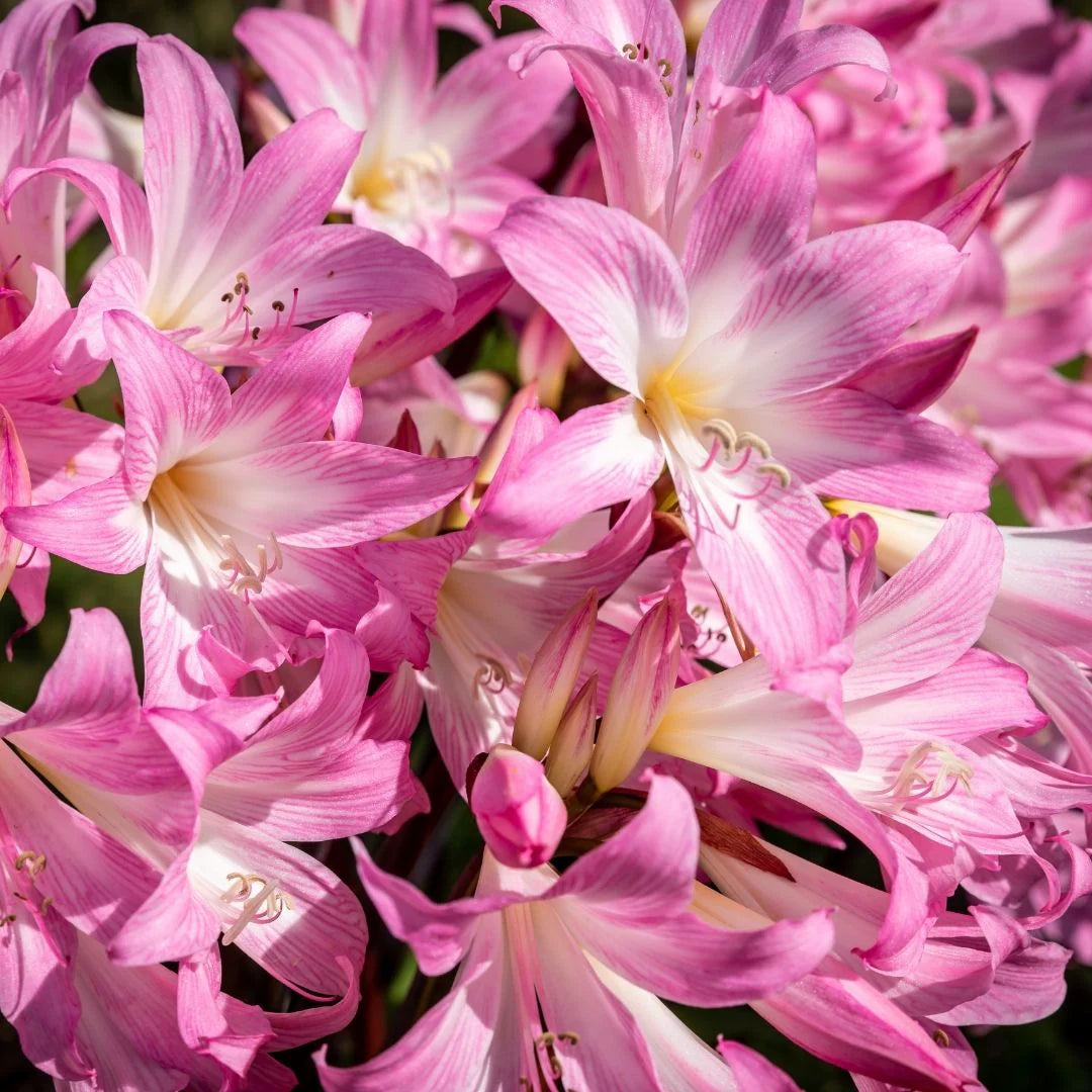 Hadeco Amaryllis - Belladonna - 2 bulbs pack (winter bulb)
